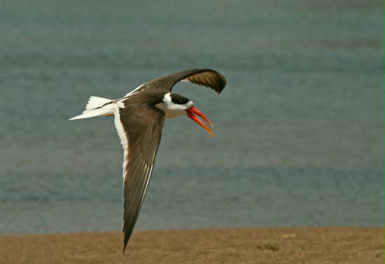 Indian Skimmer, Chambal River, Uttar Pradesh, India